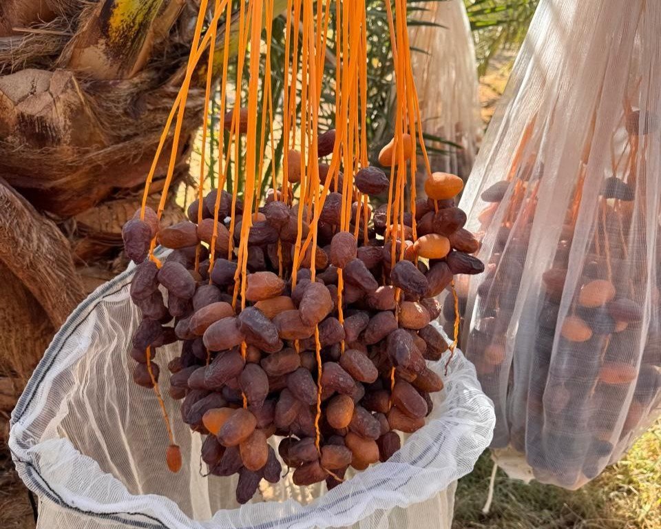 نخيل وتمور في مزرعة خير مصر